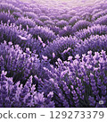 遍布各處的薰衣草田 129273379