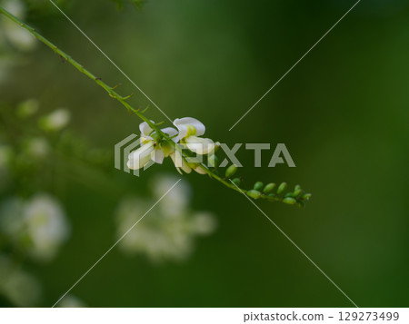 Weeping sophora flowers blooming in summer 129273499