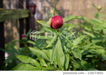 Vibrant red peony bud amidst green foliage in sunlit garden Vibrant red peony bud amidst green foliage in sunlit garden 129273681