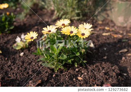 Vibrant yellow daisies blooming in sunlit garden soil Vibrant yellow daisies blooming in sunlit garden soil 129273682