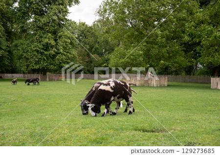 Two spotted sheep grazing in lush green pasture surrounded by trees and wooden fence Two spotted sheep grazing in lush green pasture surrounded by trees and wooden fence 129273685
