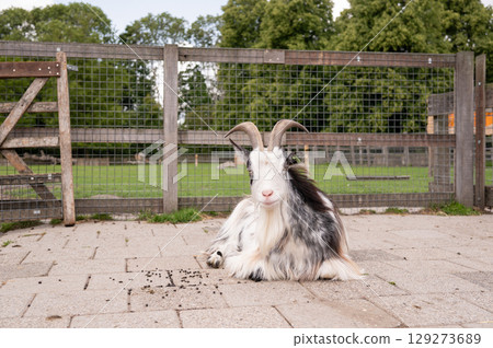 Calm goat resting in farmyard with horns and paved ground Calm goat resting in farmyard with horns and paved ground 129273689