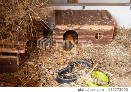 Guinea pig in cozy wooden hutch surrounded by straw in cage environment Guinea pig in cozy wooden hutch surrounded by straw in cage environment 129273690