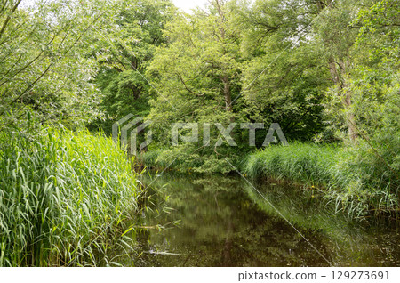 Tranquil forest stream surrounded by lush green trees and tall grasses Tranquil forest stream surrounded by lush green trees and tall grasses 129273691