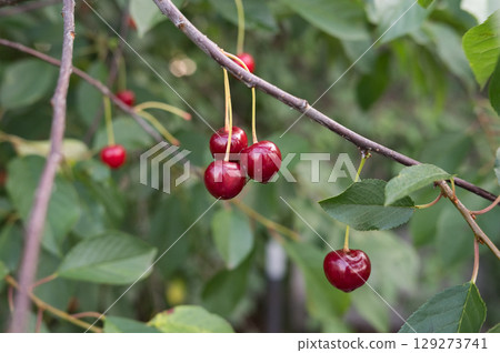 Ripe red cherries on tree branch in lush green foliage Ripe red cherries on tree branch in lush green foliage 129273741