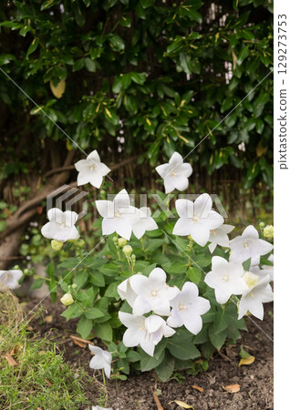 White balloon flowers blooming in garden with green foliage background White balloon flowers blooming in garden with green foliage background 129273753