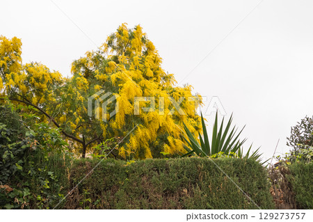 Vibrant yellow acacia tree blossoms over a green hedge on a clear day Vibrant yellow acacia tree blossoms over a green hedge on a clear day 129273757
