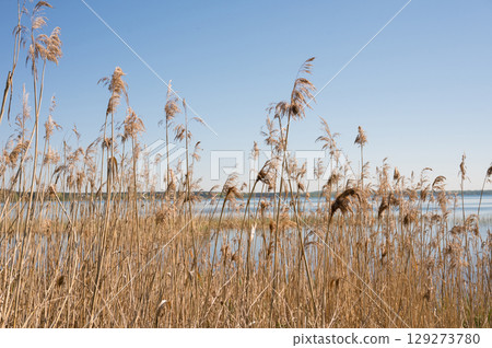 Serene lakeside scenery with tall reeds under clear blue sky Serene lakeside scenery with tall reeds under clear blue sky 129273780