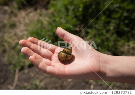 Hand holding snail shell in nature setting outdoors Hand holding snail shell in nature setting outdoors 129273781