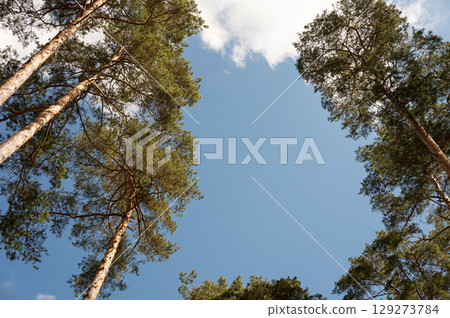Tall pine trees against blue sky and white clouds in a forest canopy view 129273784