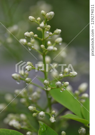 Nandina flower buds and raindrops 129274011