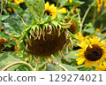 Sunflowering向日葵 129274021
