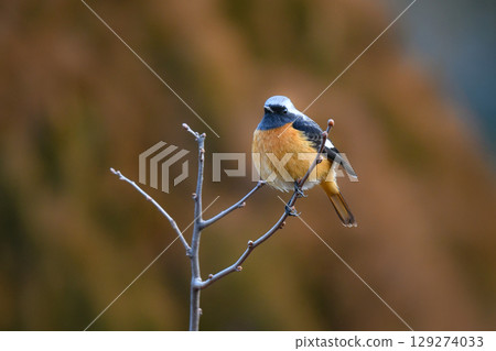 達烏爾紅尾鴝，一種美麗、熟悉、可愛的橙黑色野生鳥類，春天可以在公園和住宅區看到。 129274033