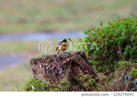 Daurian Redstart, a beautiful, familiar and cute orange and black wild bird that can be seen in parks and residential areas in spring Daurian Redstart, a beautiful, familiar and cute orange and black wild bird that can be seen in parks and residential areas in spring 129274043