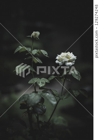 White rose after the rain 129274248