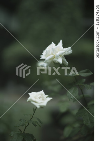 雨後的白玫瑰 129274259