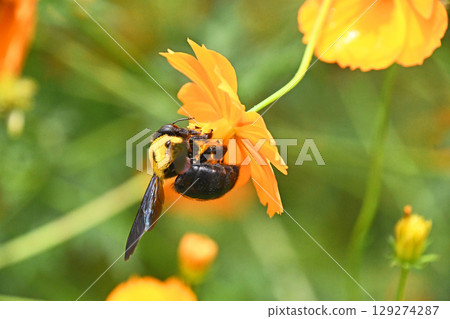 黃色波斯菊和木蜂 黃色波斯菊和木蜂 129274287