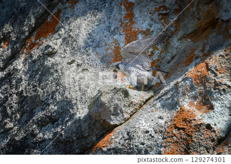 A brave hunter of rocky terrain, the peregrine falcon is a fast-flying bird of prey that hunts. A brave hunter of rocky terrain, the peregrine falcon is a fast-flying bird of prey that hunts. 129274301