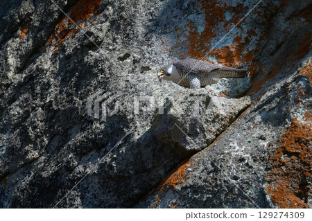 A brave hunter of rocky terrain, the peregrine falcon is a fast-flying bird of prey that hunts. A brave hunter of rocky terrain, the peregrine falcon is a fast-flying bird of prey that hunts. 129274309