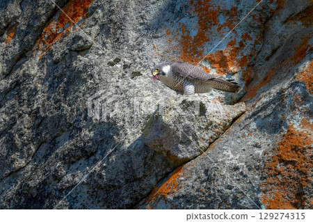 A brave hunter of rocky terrain, the peregrine falcon is a fast-flying bird of prey that hunts. A brave hunter of rocky terrain, the peregrine falcon is a fast-flying bird of prey that hunts. 129274315
