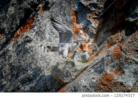 A brave hunter of rocky terrain, the peregrine falcon is a fast-flying bird of prey that hunts. A brave hunter of rocky terrain, the peregrine falcon is a fast-flying bird of prey that hunts. 129274317