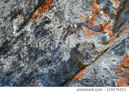 A brave hunter of rocky terrain, the peregrine falcon is a fast-flying bird of prey that hunts. A brave hunter of rocky terrain, the peregrine falcon is a fast-flying bird of prey that hunts. 129274321
