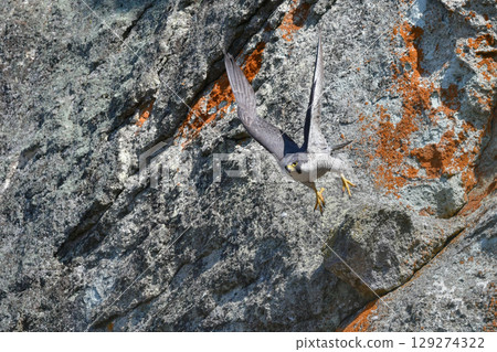 A brave hunter of rocky terrain, the peregrine falcon is a fast-flying bird of prey that hunts. A brave hunter of rocky terrain, the peregrine falcon is a fast-flying bird of prey that hunts. 129274322