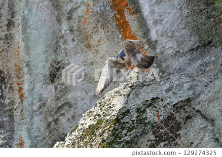 A brave hunter of rocky terrain, the peregrine falcon is a fast-flying bird of prey that hunts. A brave hunter of rocky terrain, the peregrine falcon is a fast-flying bird of prey that hunts. 129274325