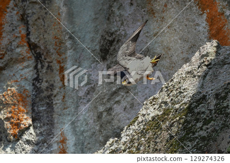 A brave hunter of rocky terrain, the peregrine falcon is a fast-flying bird of prey that hunts. 129274326