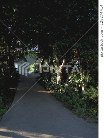 A dark place with vegetation 129274414