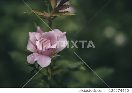 Pink roses after the rain 129274420