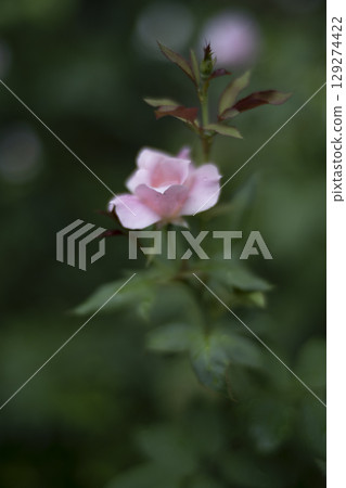 Pink roses after the rain 129274422