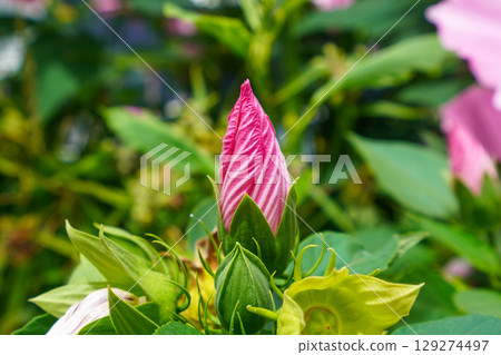 Fuyo's bud Fuyo's bud 129274497