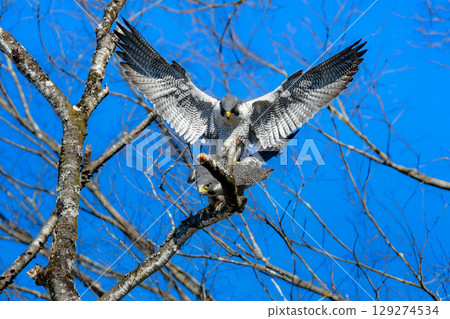A pair of Peregrine Falcons, brave hunters of the rocky terrain and kings of the skies, mating 129274534
