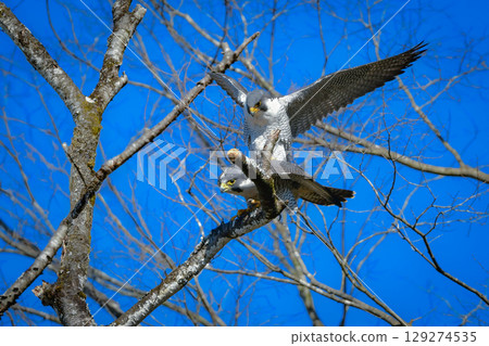 A pair of Peregrine Falcons, brave hunters of the rocky terrain and kings of the skies, mating 129274535