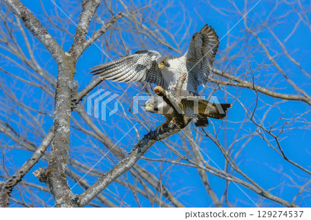 A pair of Peregrine Falcons, brave hunters of the rocky terrain and kings of the skies, mating A pair of Peregrine Falcons, brave hunters of the rocky terrain and kings of the skies, mating 129274537