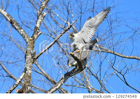 A pair of Peregrine Falcons, brave hunters of the rocky terrain and kings of the skies, mating 129274549
