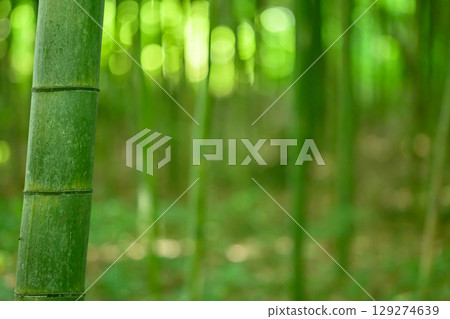 Early summer light filtering through the bamboo forest 129274639