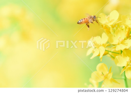 一隻飛行的蜜蜂正在從油菜花中採集花粉 129274804