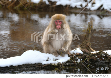 Japanese macaques show off their playful and charming side in the snowy midwinter at Nikko and Jigokudani Onsen 129274833