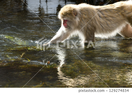 Japanese macaques show off their playful and charming side in the snowy midwinter at Nikko and Jigokudani Onsen Japanese macaques show off their playful and charming side in the snowy midwinter at Nikko and Jigokudani Onsen 129274834