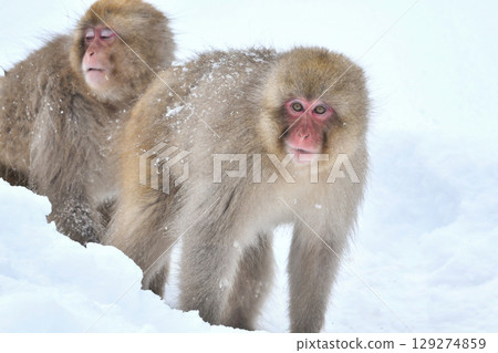 Japanese macaques show off their playful and charming side in the snowy midwinter at Nikko and Jigokudani Onsen 129274859