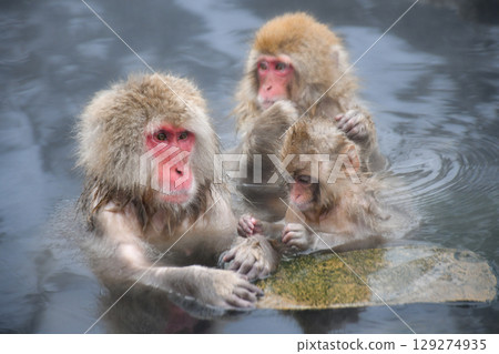 Japanese macaques show off their playful and charming side in the snowy midwinter at Nikko and Jigokudani Onsen 129274935