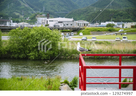 鳥兒站在河邊的紅色建築上,背景是當地一座城市 鳥兒站在河邊的紅色建築上,背景是當地一座城市 129274997