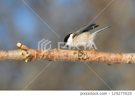 The large-billed tit is a cute, familiar bird found only in Hokkaido and can be found in parks and residential areas. 129275020