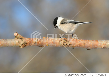 The large-billed tit is a cute, familiar bird found only in Hokkaido and can be found in parks and residential areas. 129275021