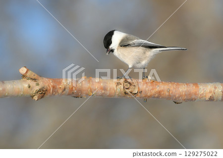 大嘴山雀是一種可愛且常見的鳥類，僅在北海道發現，可以在公園和住宅區看到。 129275022