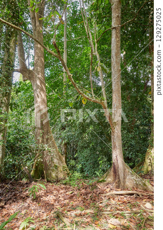 Diverse vegetation in the evergreen rainforest of Borneo, Sabah, Malaysia. Diverse vegetation in the evergreen rainforest of Borneo, Sabah, Malaysia. 129275025