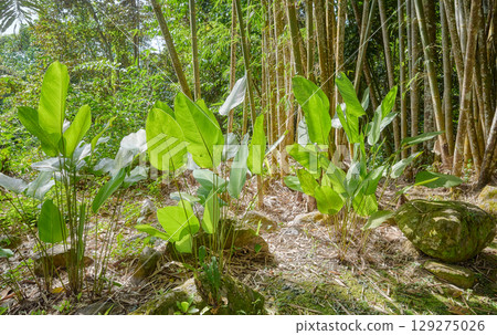 Diverse vegetation in the evergreen rainforest of Borneo, Sabah, Malaysia. 129275026