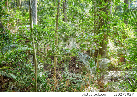 Diverse vegetation in the evergreen rainforest of Borneo, Sabah, Malaysia. 129275027